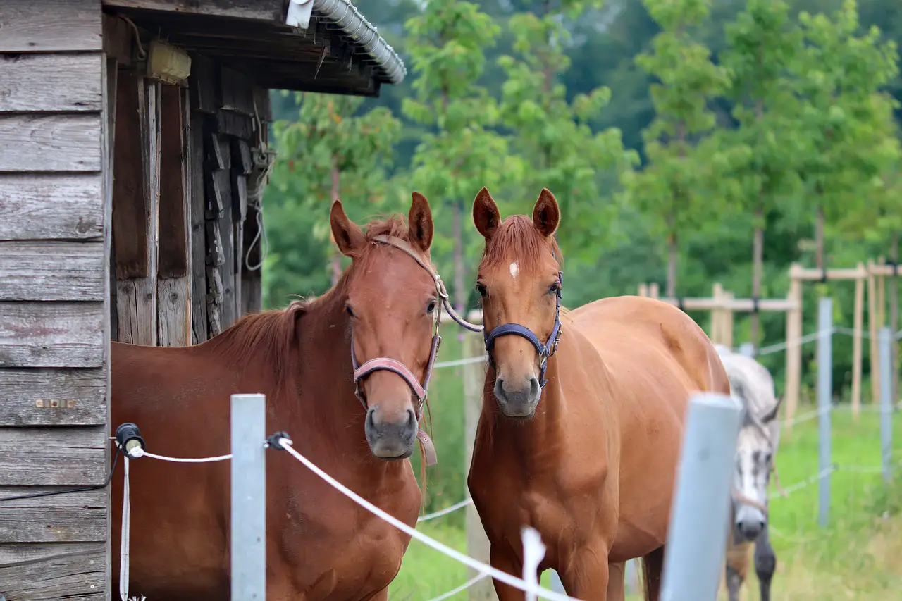 What’s The Difference Between Male And Female Horses?