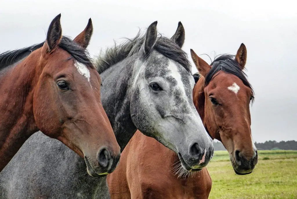 Oldest Breed Of Horse