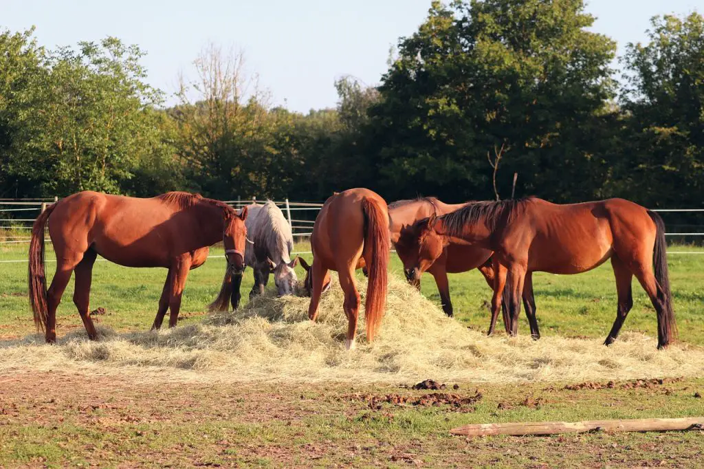 The Best Hay For Your Horse
