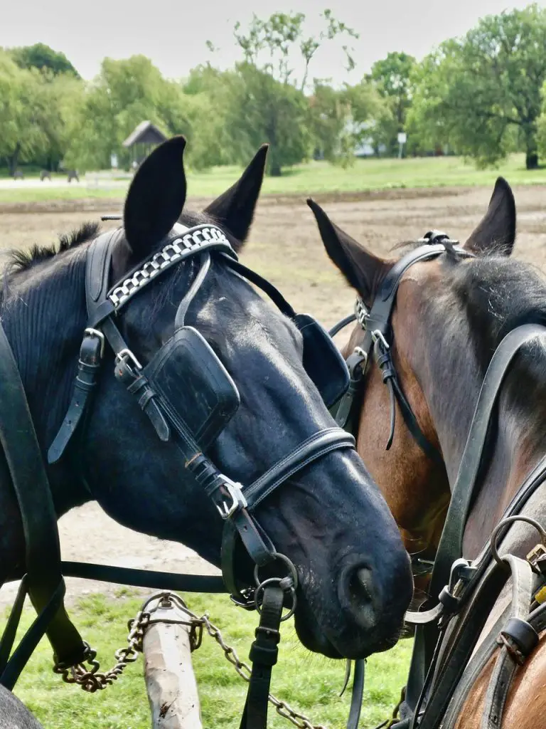 Why Do Horses Wear Blinders