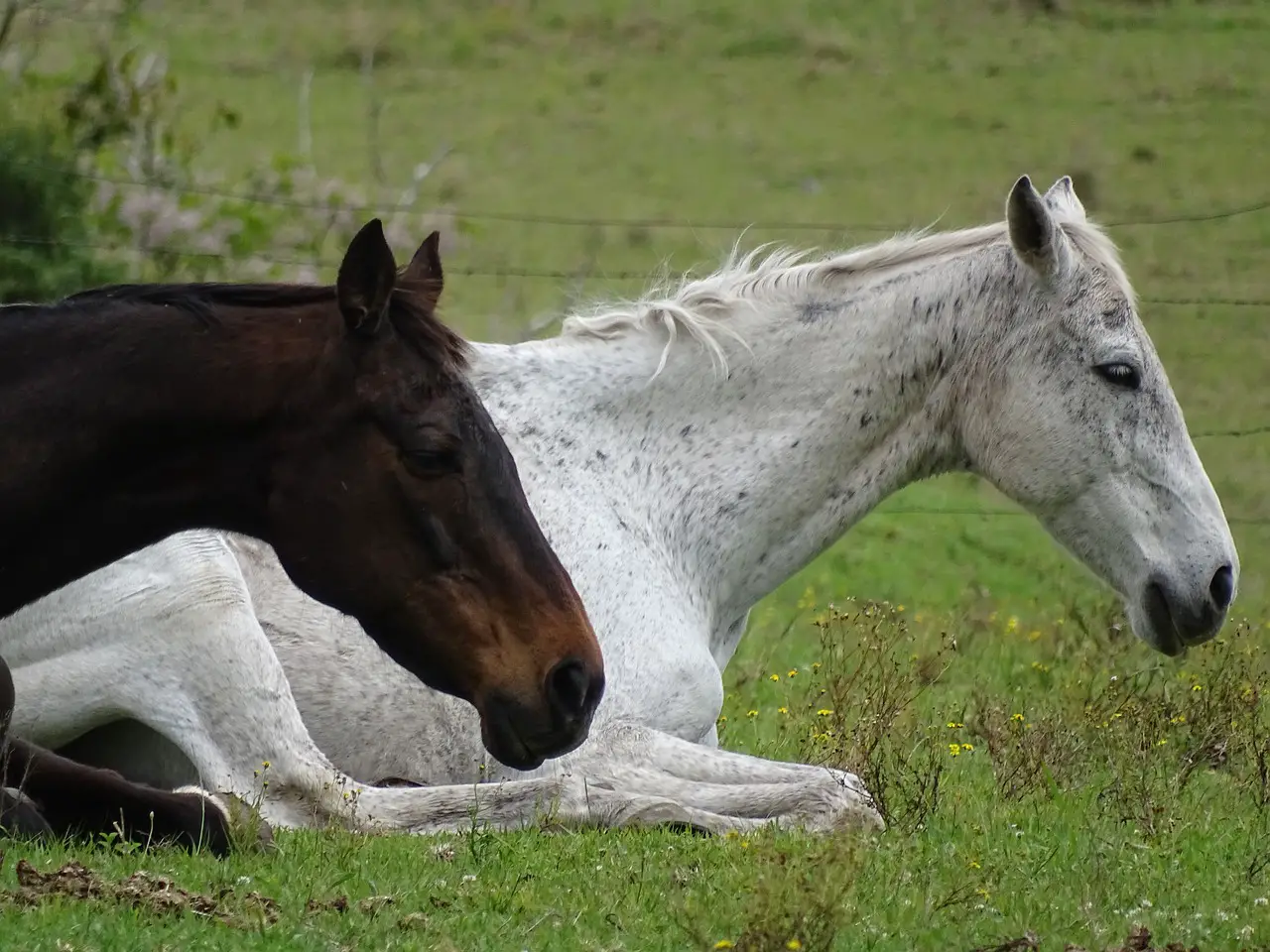 Sleep Requirements of Horses