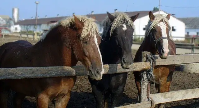 Pasturing Horses with Cattle