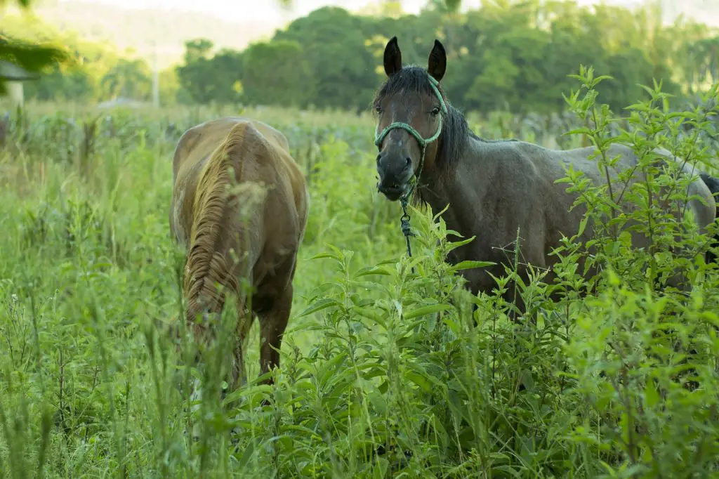 Understanding Whether a Horse Is a Carnivore, Herbivore or Omnivore