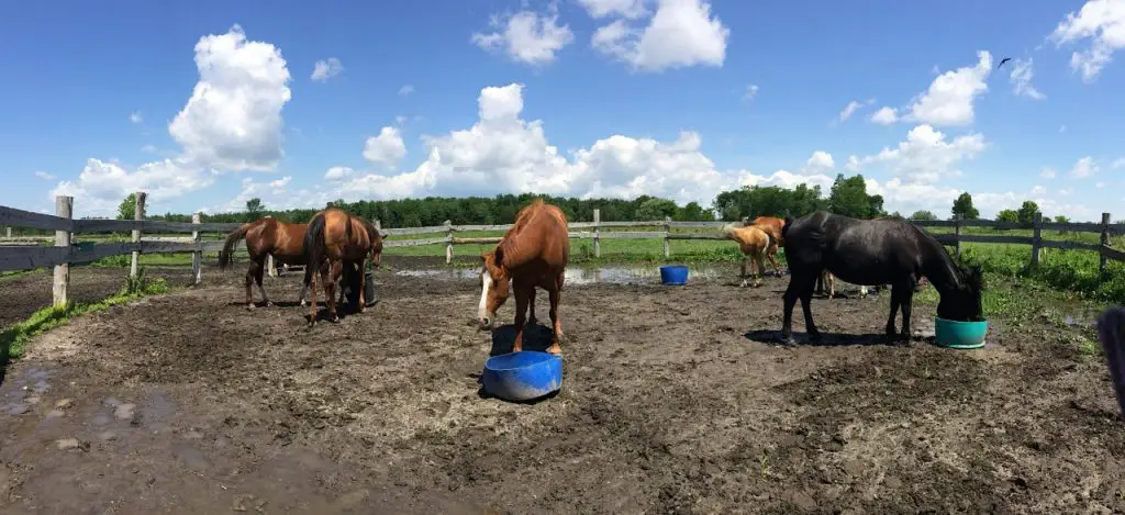 Oats: The Perfect Horse Feed?