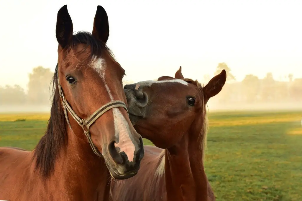 he Key to Unlocking Your Horse's Health