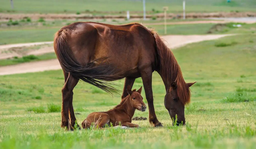 Has Your Horse Stopped Growing