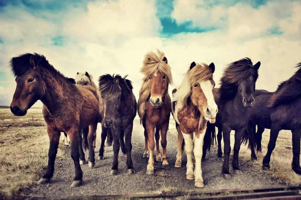 Best Horse Breeds for Kids