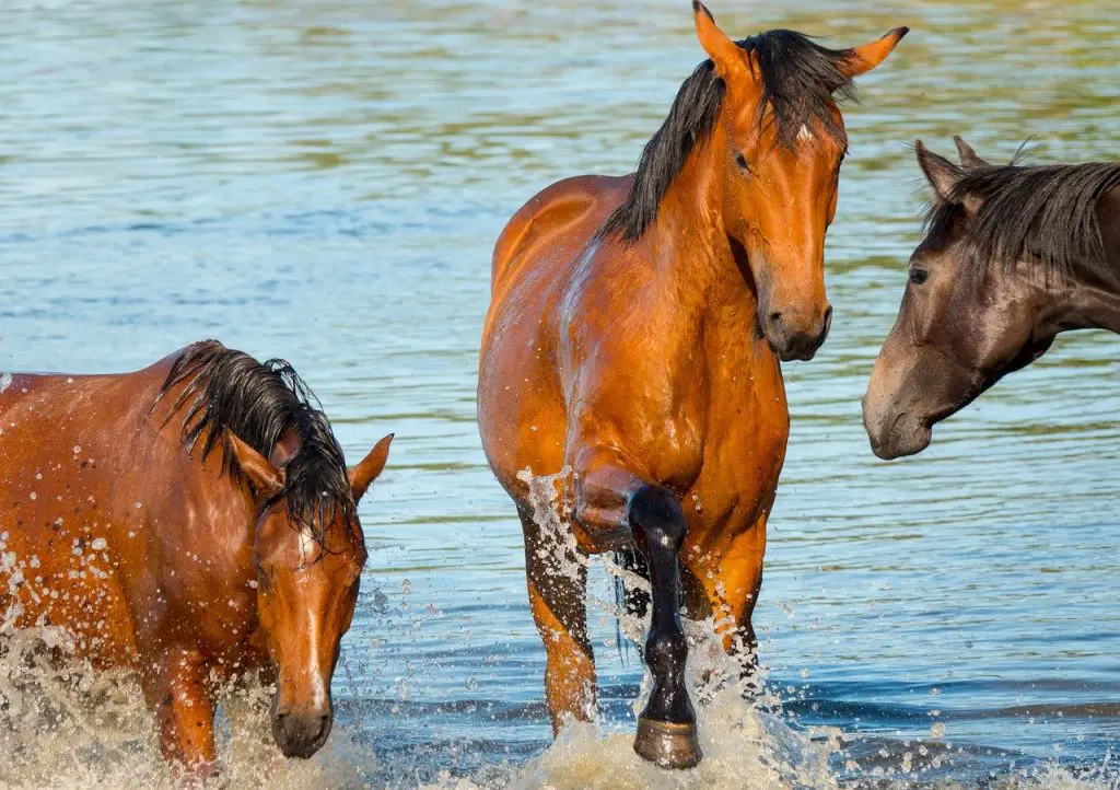 Do Horses Need Salt