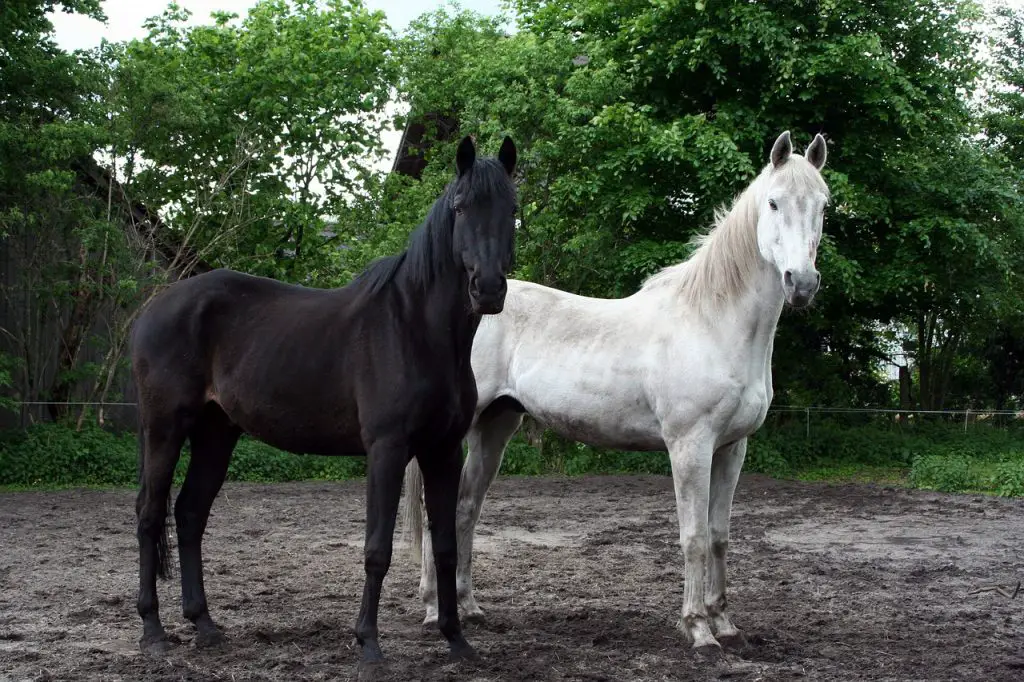 Set Up a Successful Horse Breeding Business