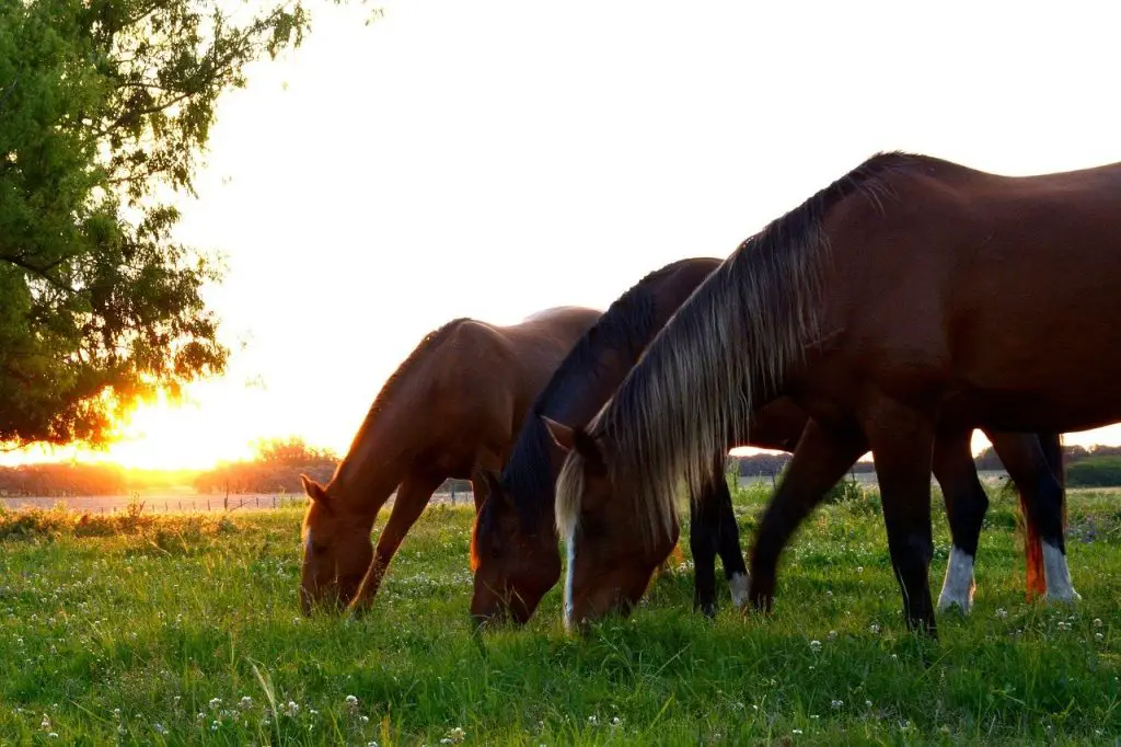 Horses Can Eat Meat