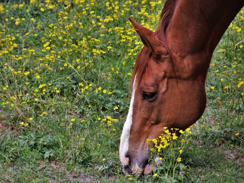 Lupins in Horse