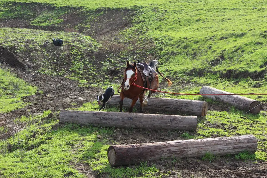 Groundwork With Our Horses