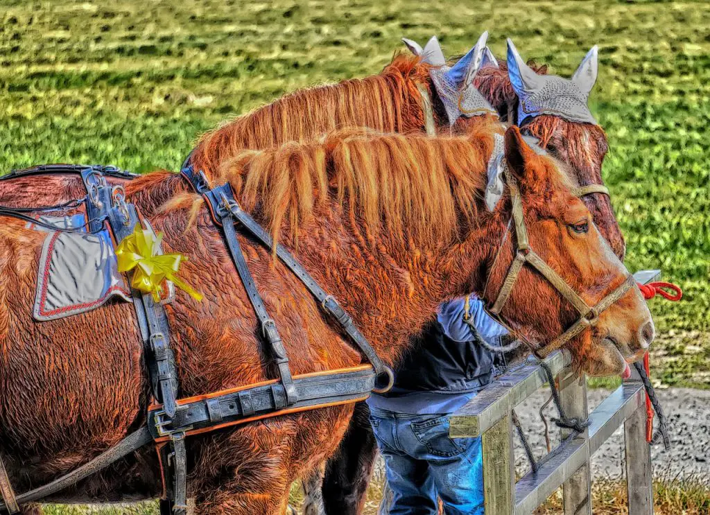 Understanding Equine Perspiration