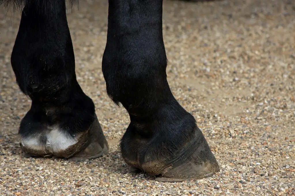 When To Worry About A Hoof Crack