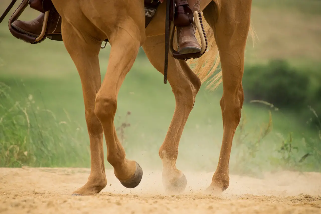Why Do Horses Paw The Ground