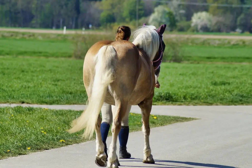 How Fast Do Horses Walk?