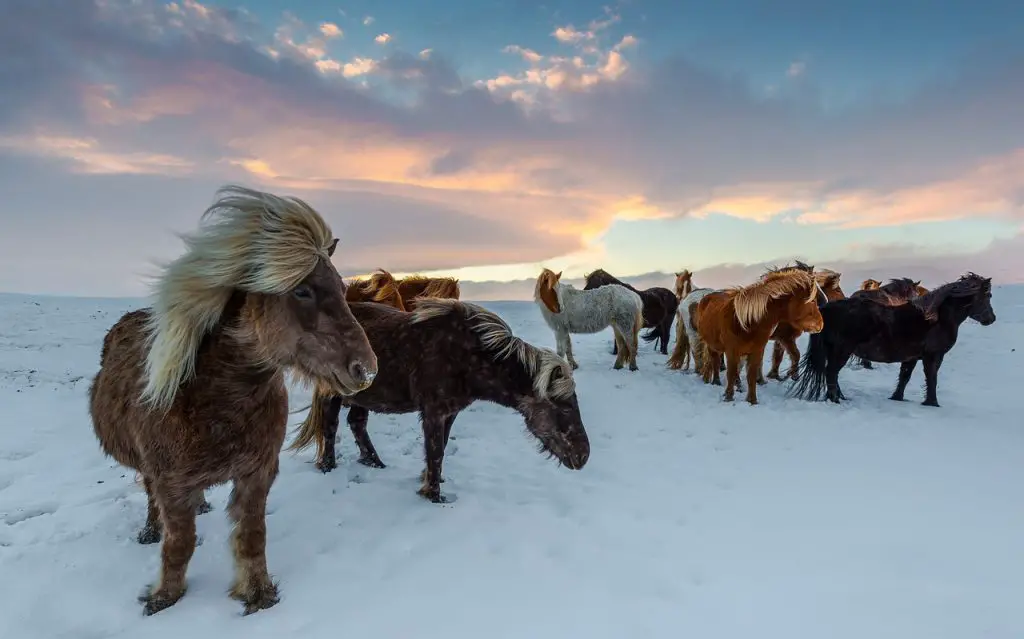 Do Horses Get Cold