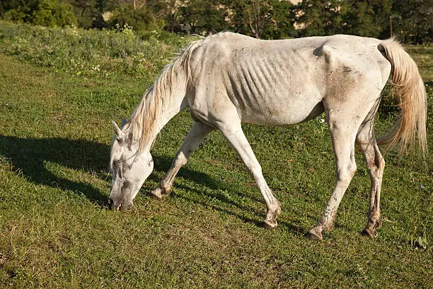 How to Control Worms in Horses