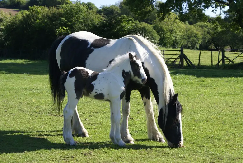 The Miniature Gypsy Horse