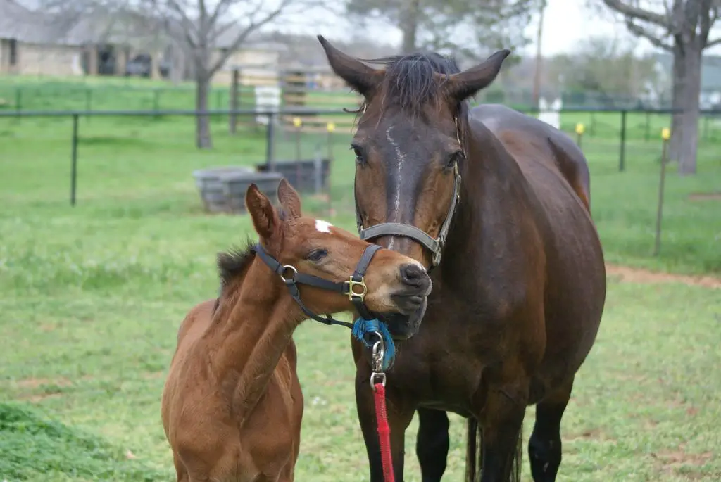 Filly or Colt?