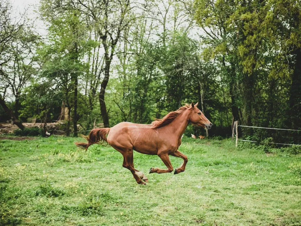 Mares Behaving Badly