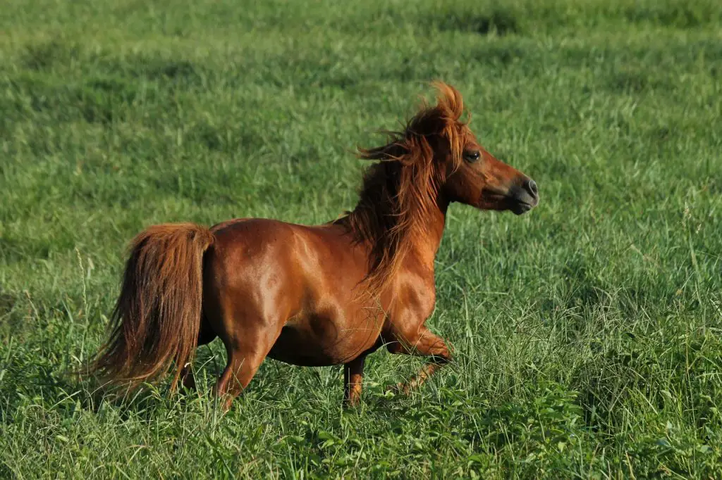 Riding Miniature Horses