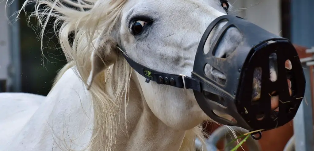 Use a Grazing Muzzle for Horses
