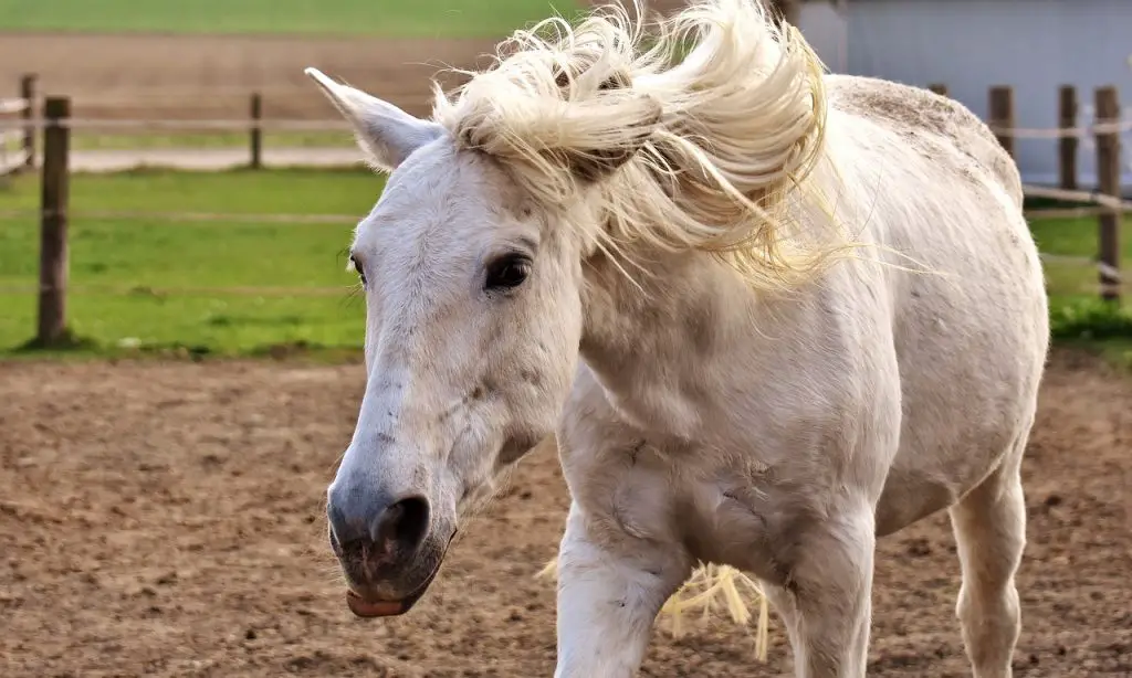 Headshaking Syndrome on Horses