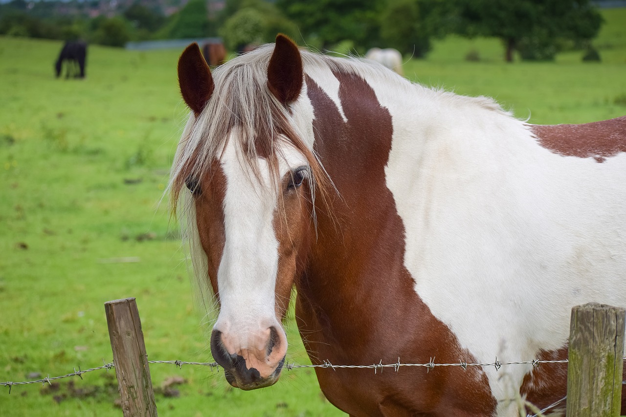 What’s the Difference Between a Paint Horse and a Pinto?
