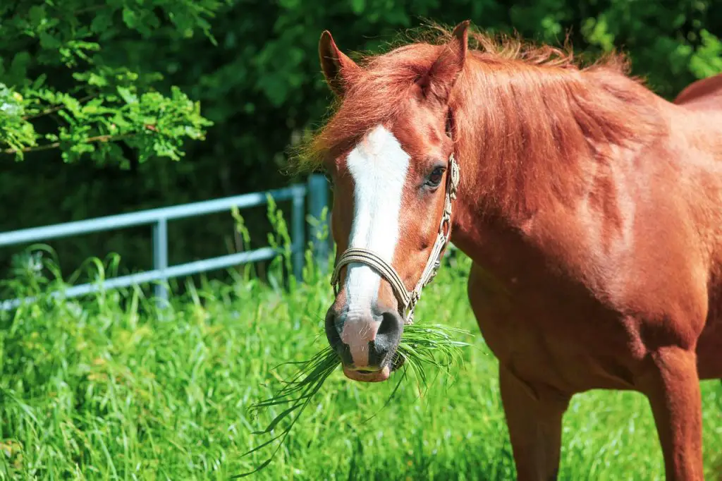 Selenium in the Equine Diet