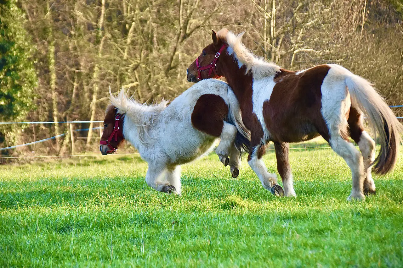 Why Horses Kick And How To Teach Them To Stop