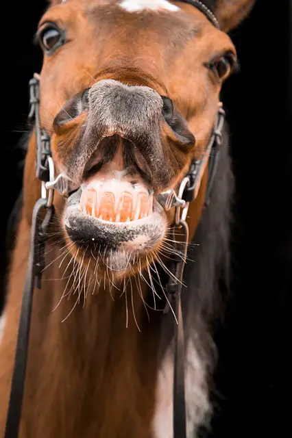 Slobbers in Horses