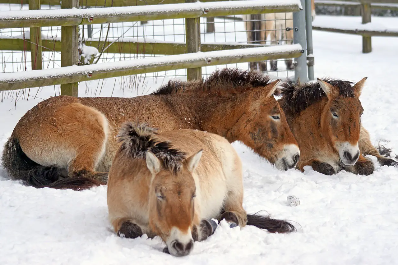 Cold Weather Horse Care