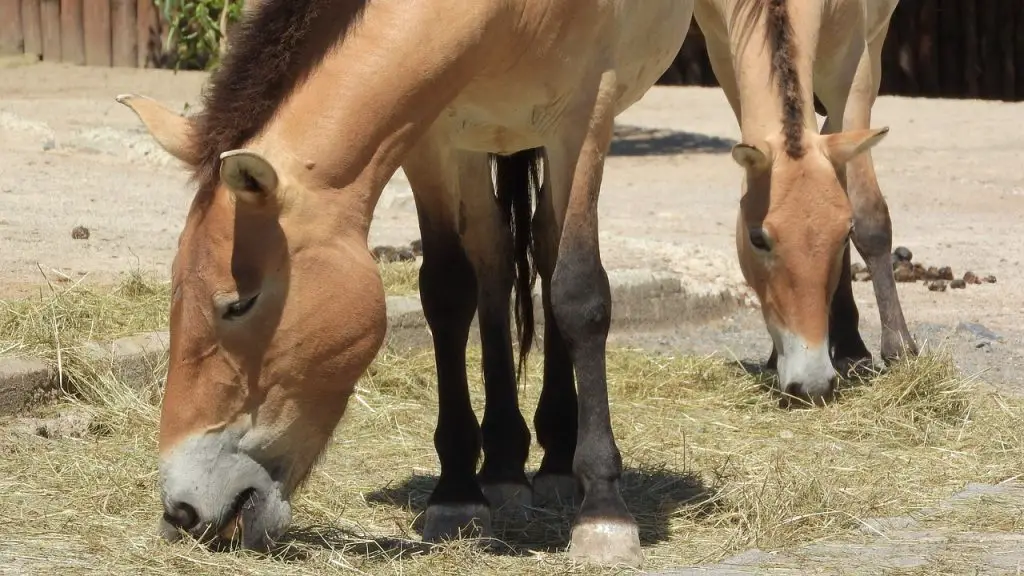 Feeding Horses Alfalfa