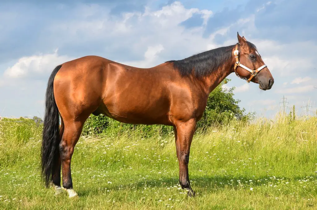 Sorrel Horse