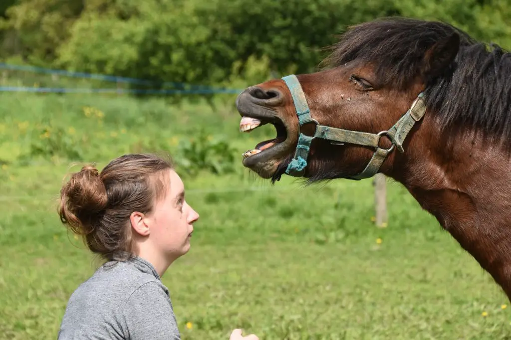 The Yawning Horse