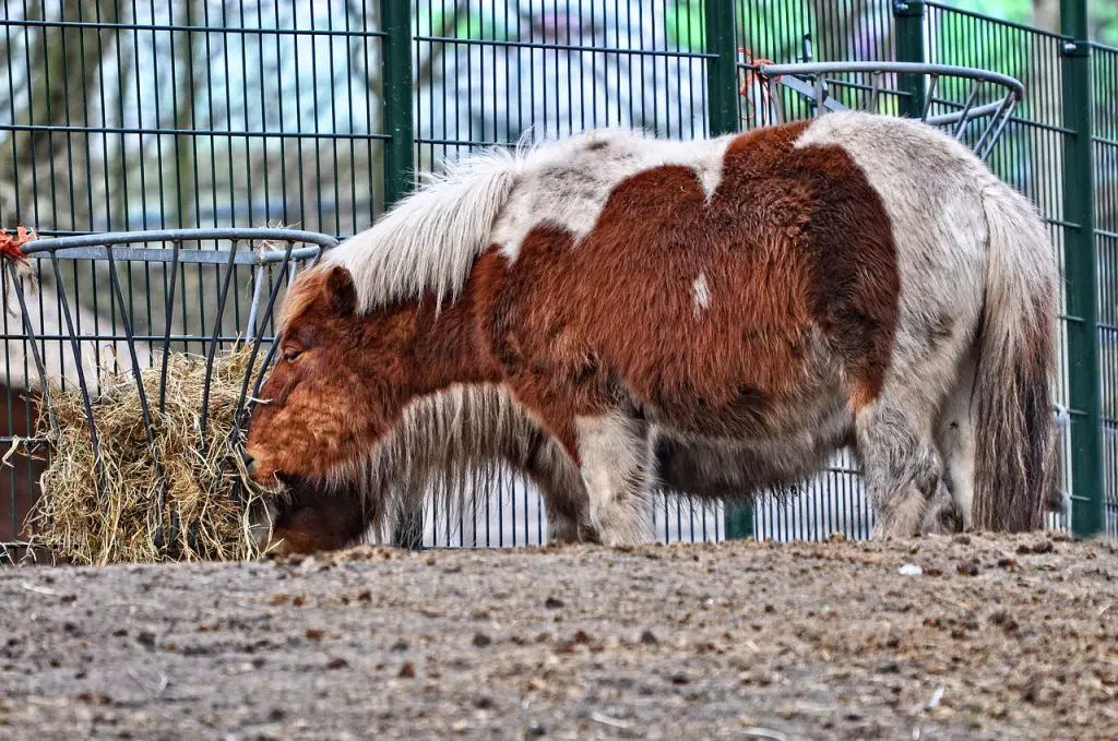 Horse Slow Feeder Safety