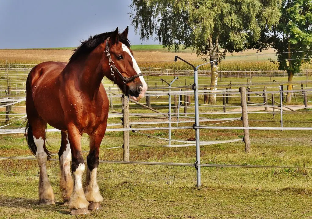 Nutritional Care for Horses with HYPP