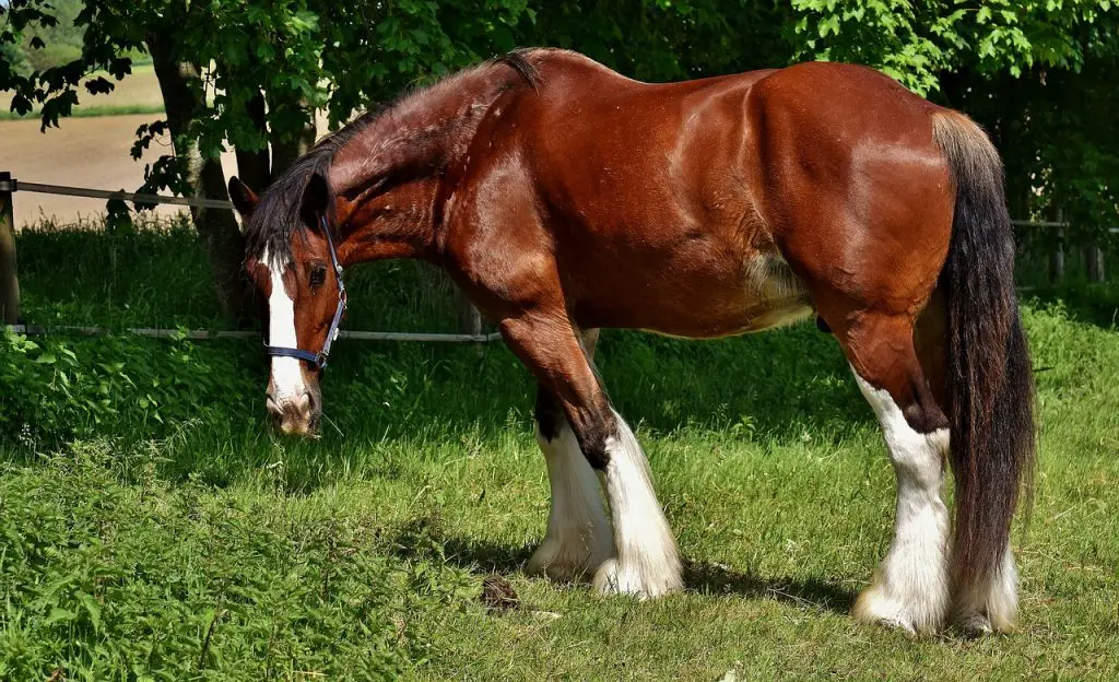 Feeding horses For Weight Gain