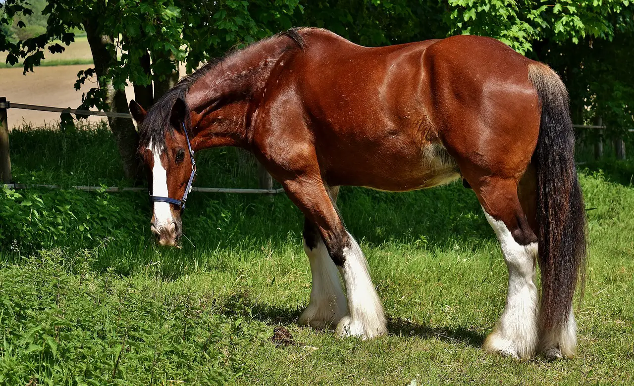 Feeding Horses For Weight Gain Just For My Horse