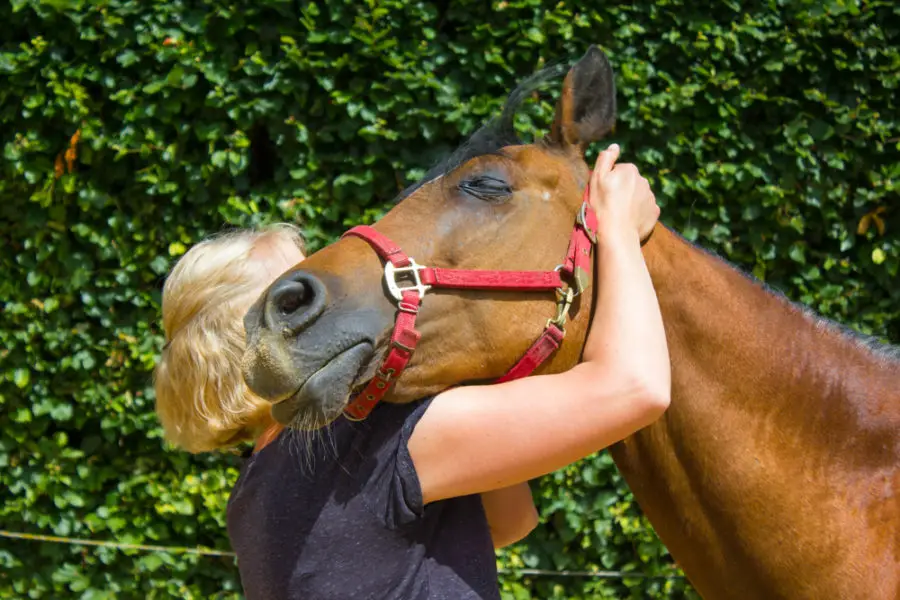 Relieve Your Horse's Back Tightness with Massage