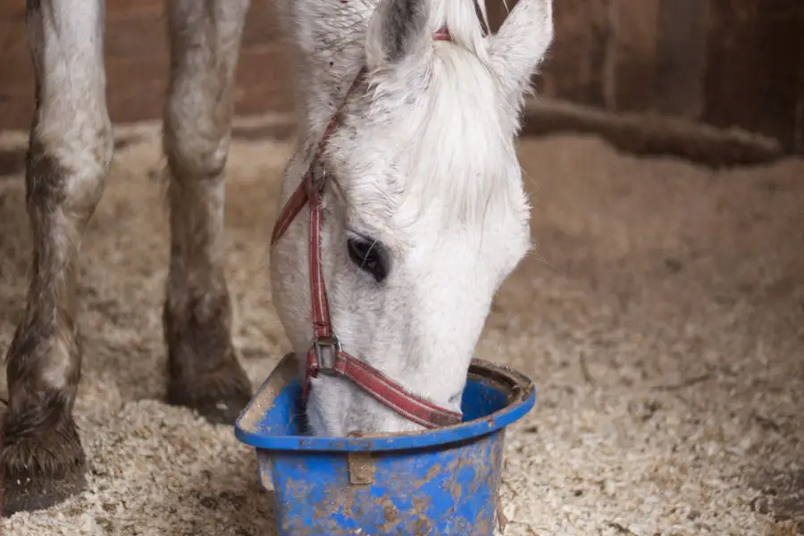 Bran Mash on Horse