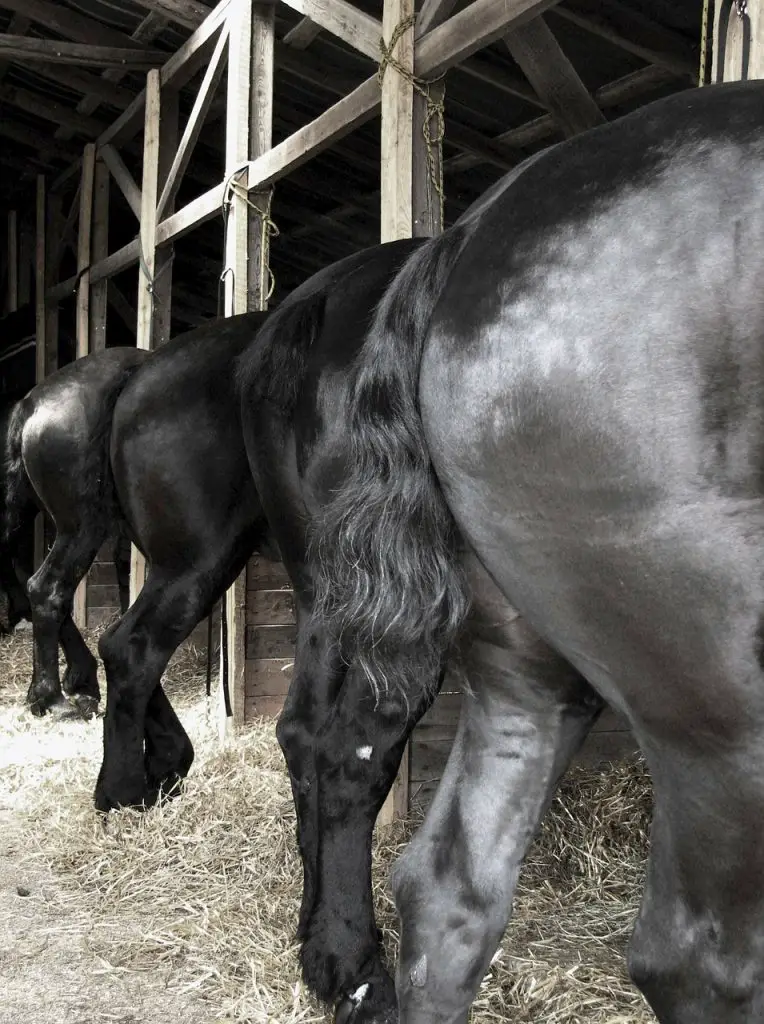 Feeding Horses for Dapples