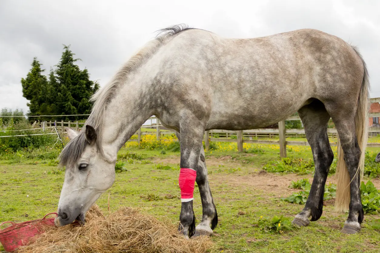 Suspensory Injuries in Horses