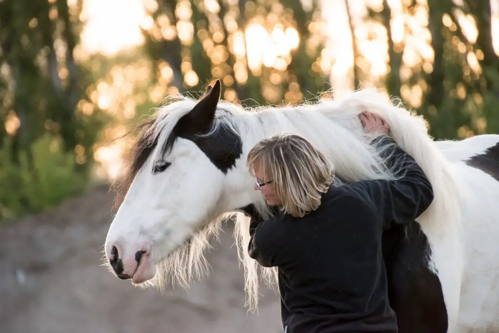 Horse's Vital Signs