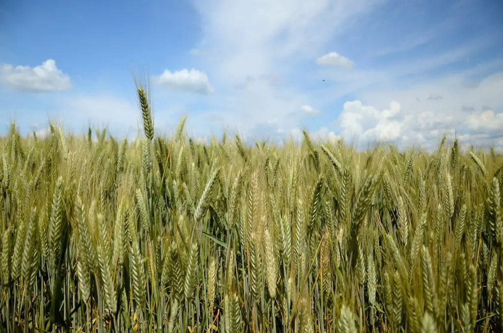 Triticale Hay