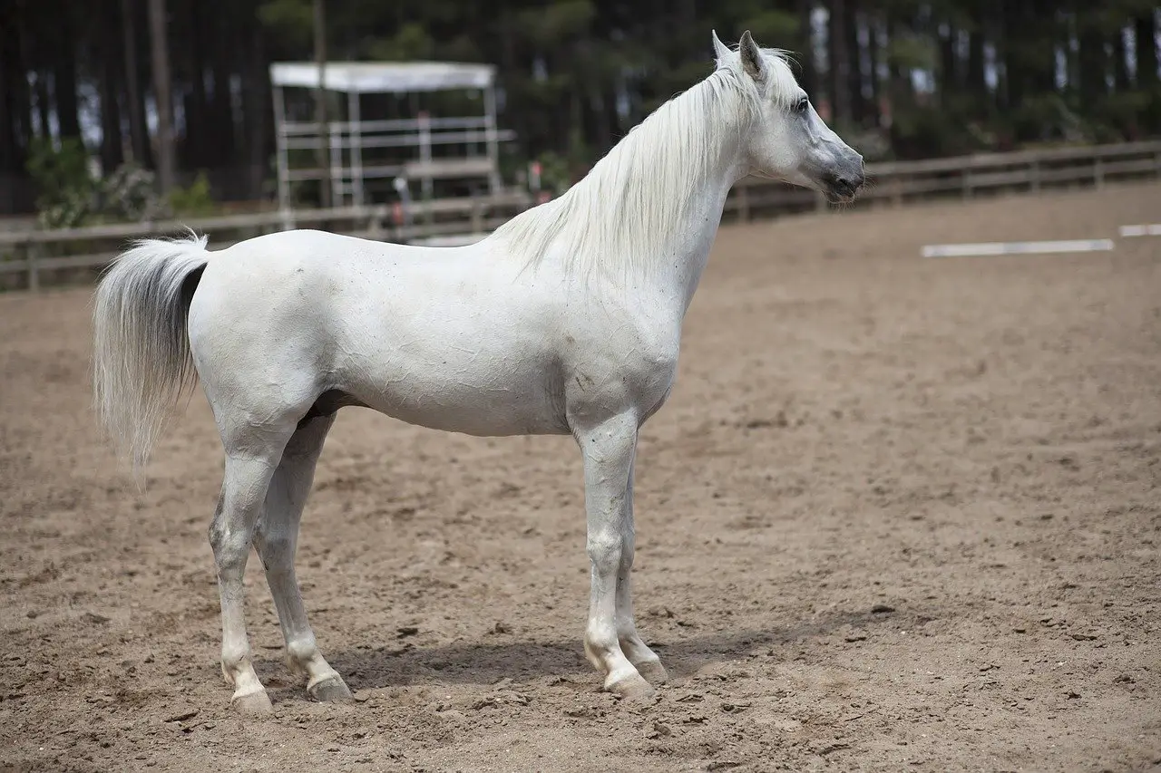 White Friesian Horse