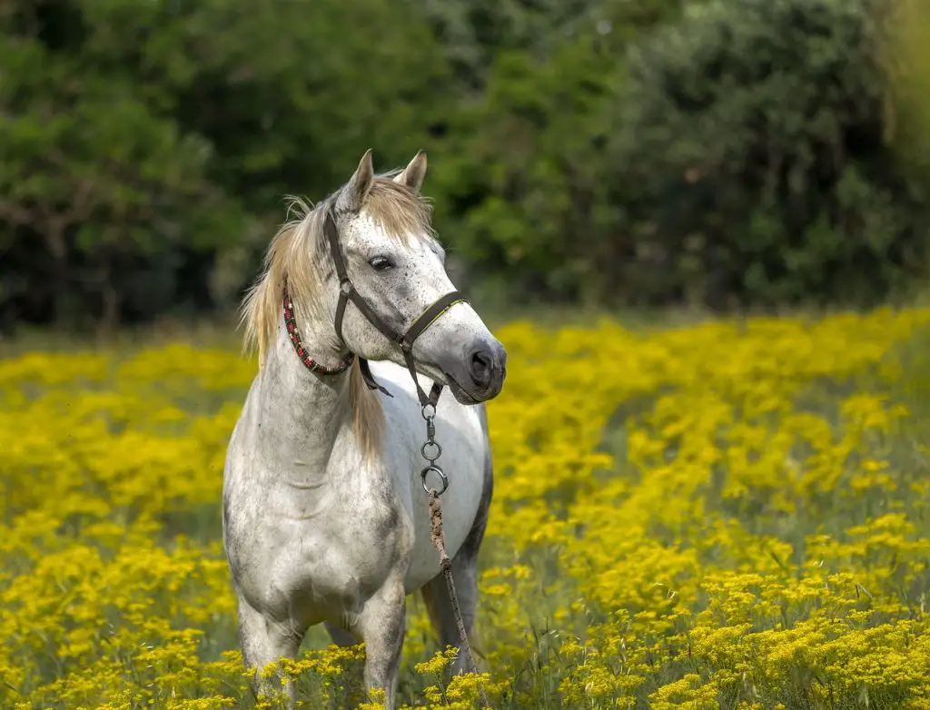 Spring is Gas Colic Season