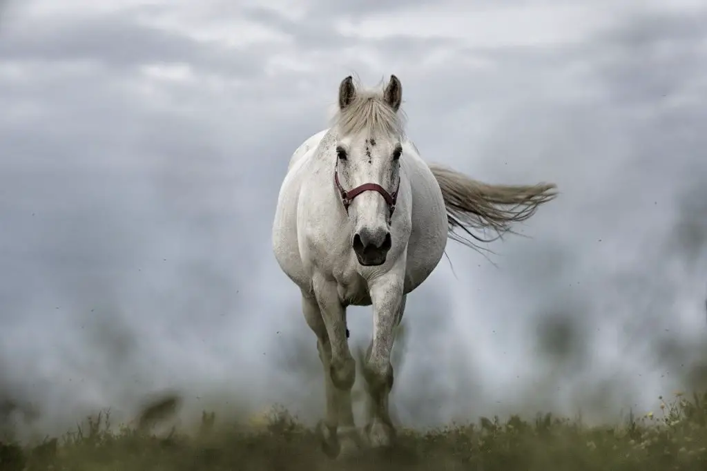 horse-spirit-animal-meaning-symbolism-just-for-my-horse