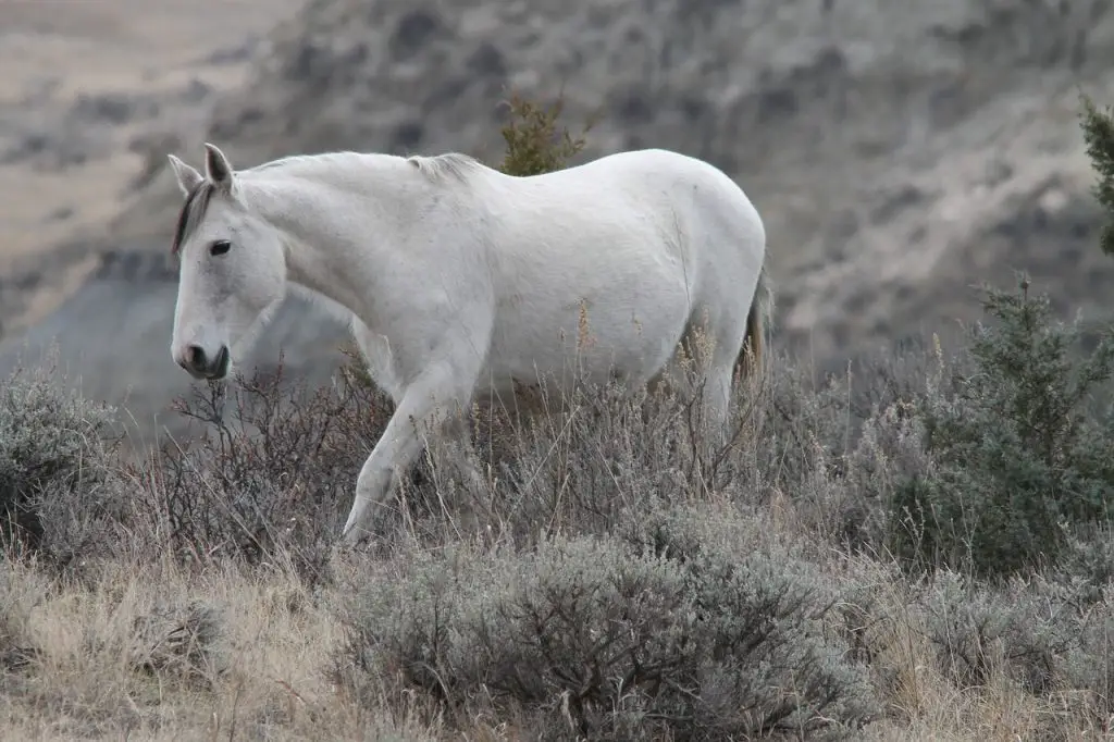 Neglected, Abused or Abandoned Horses